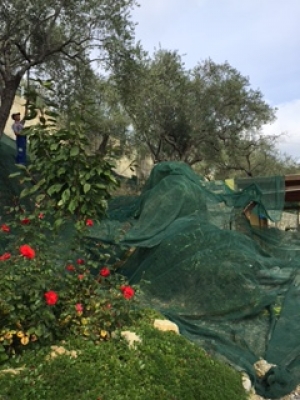 OLIO NUOVO EXTRAVERGINE 2016