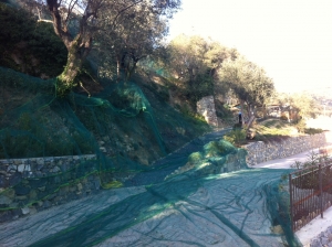 raccolta delle olive