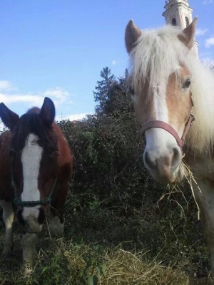 day on horseback in Liguria