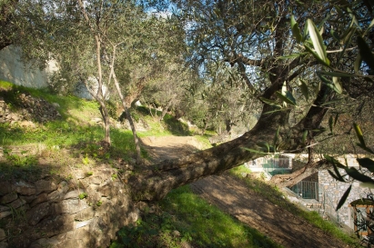 Оливковая роща