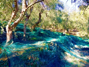 OLIO NOVELLO 2023/2024