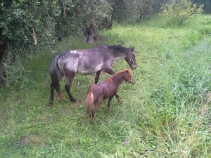 pony for the child