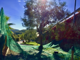 Extra virgin olive oil - Our Farm